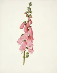 Foxglove (Digitalis purpura)